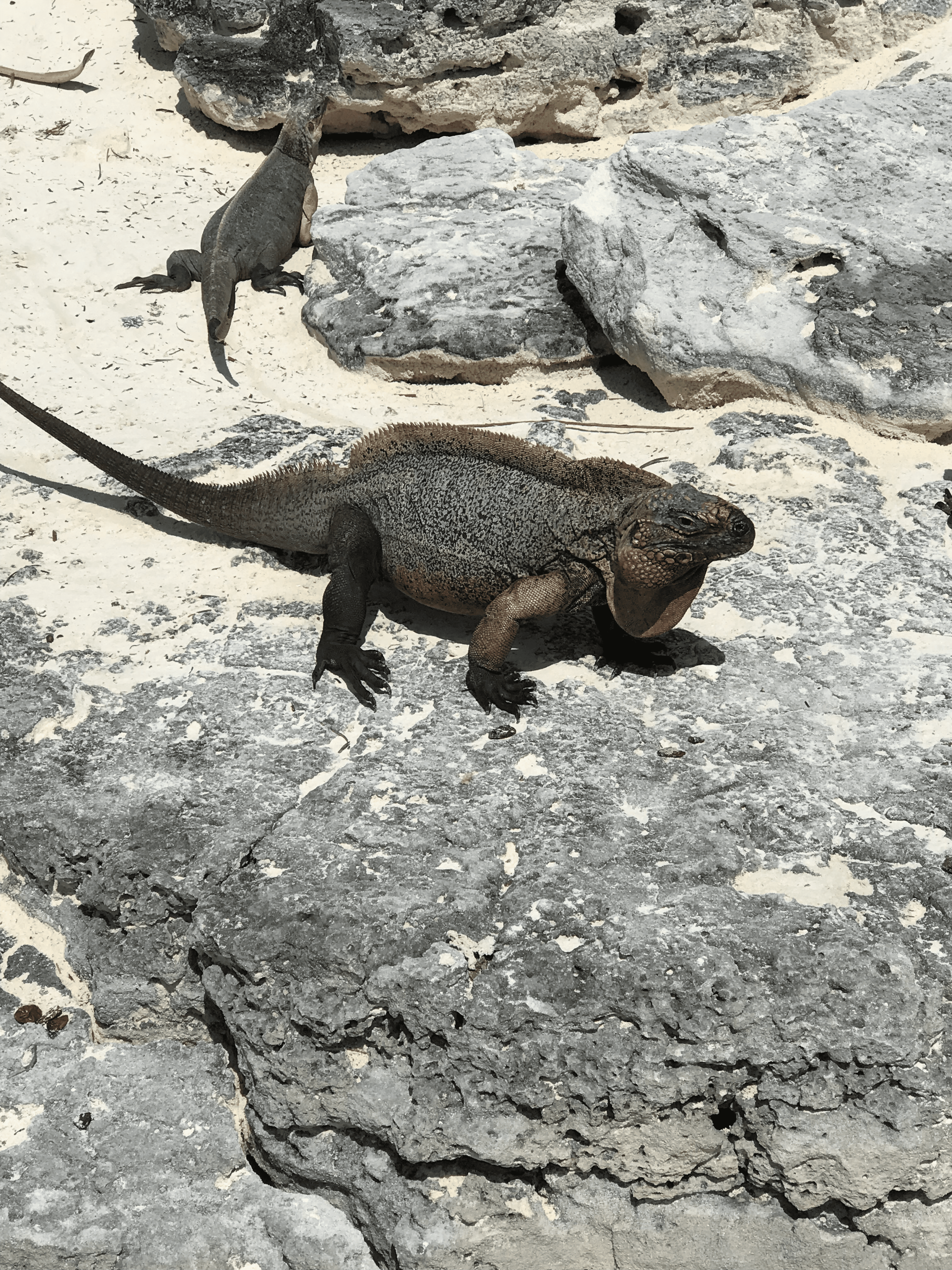 Iguana in Bahamas