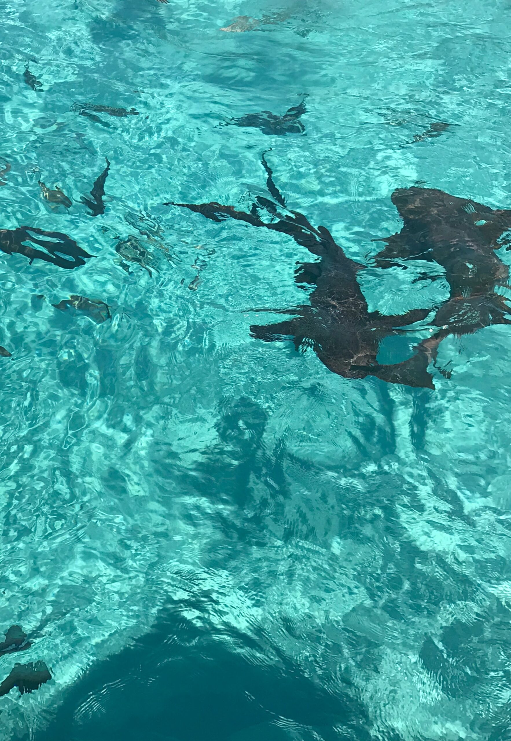 Nurse Sharks