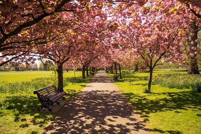 Beautiful tree-lined pathway