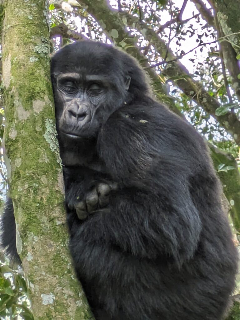 Gorilla Trekking in Bwindi Impenetrable National Forest was a different kind of safari. 