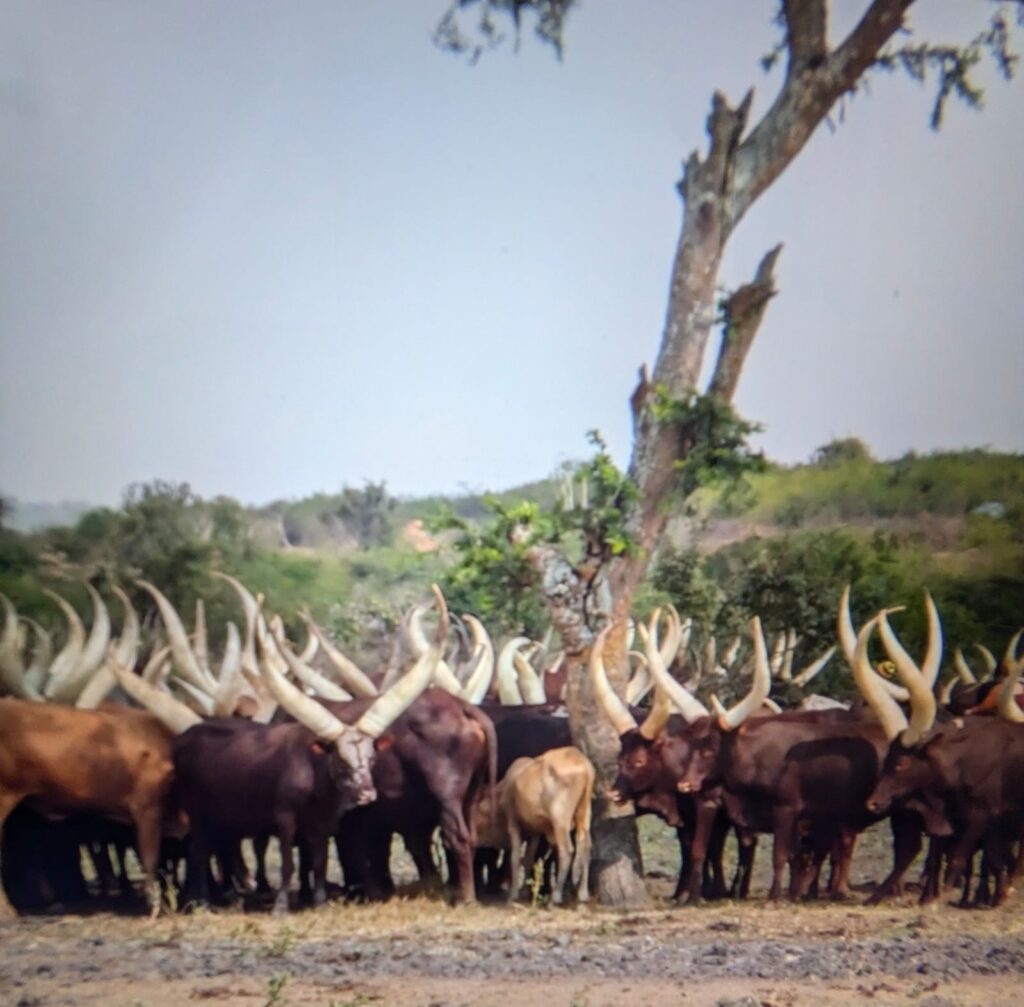 Ankole cattle with their long horns