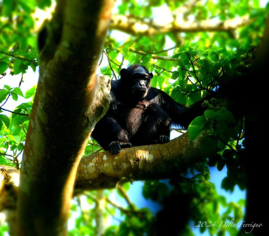 Chimpanzee in Kibale National Park 