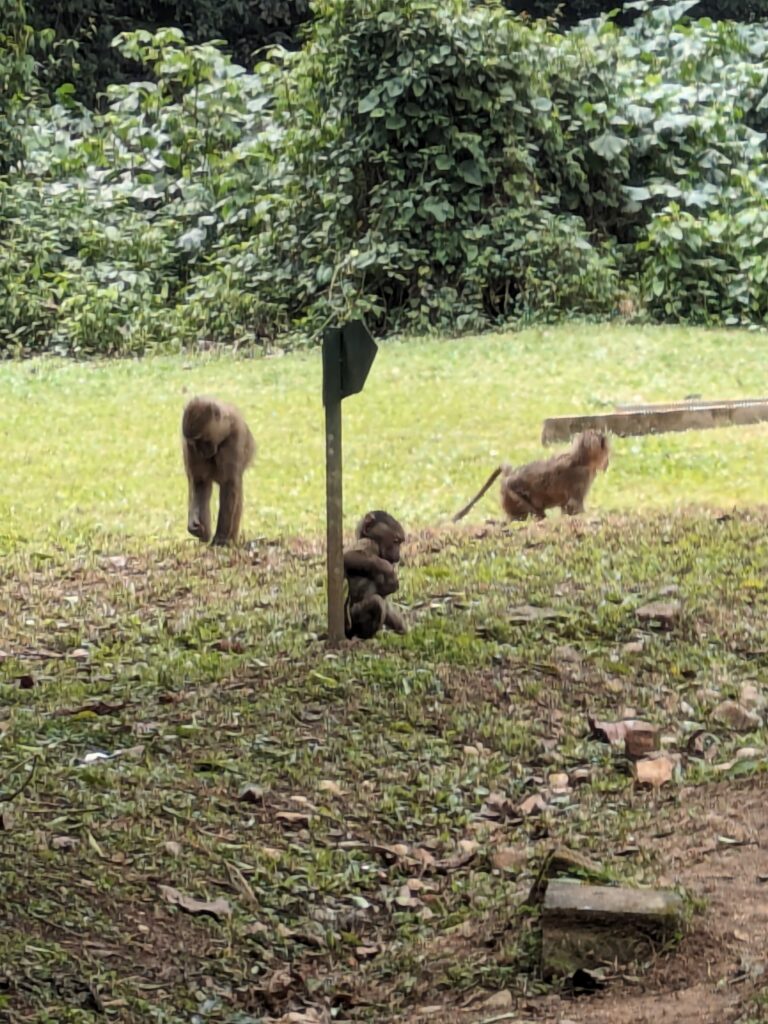 A family of baboons in Kibale National Park