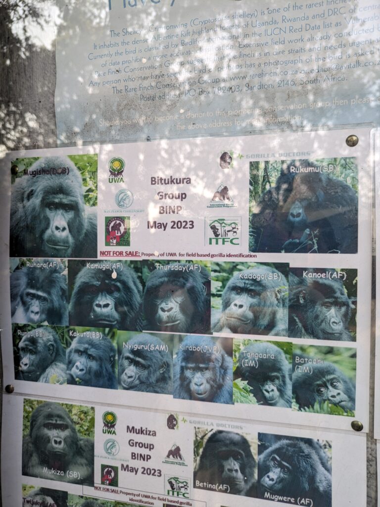 Bitukura Family group of gorillas in Bwindi Impenetreble Forest 