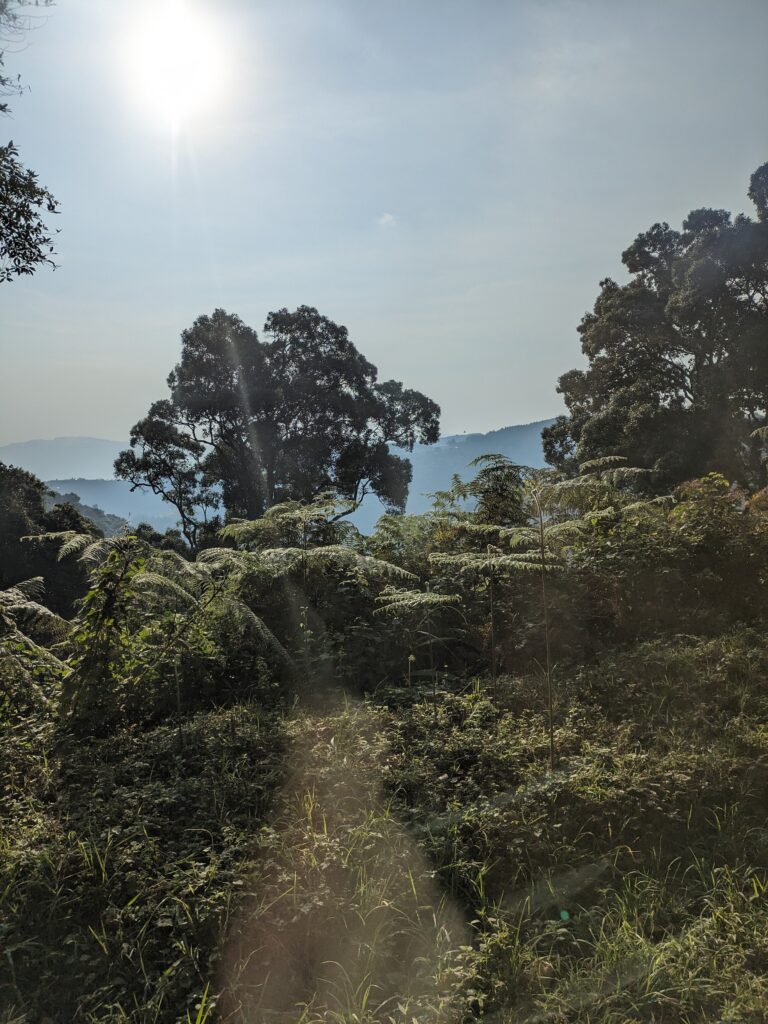 Bwindi National Forest