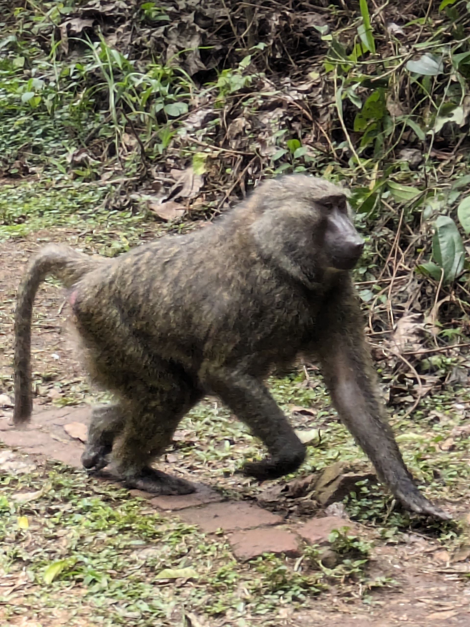 A baboon walked close by us in Kibale National Park