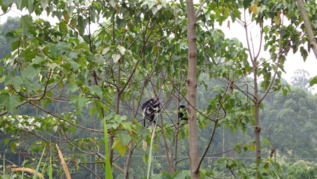 We got lucky on our safari drive and spotted Black and White Colobus Monkeys and babies.