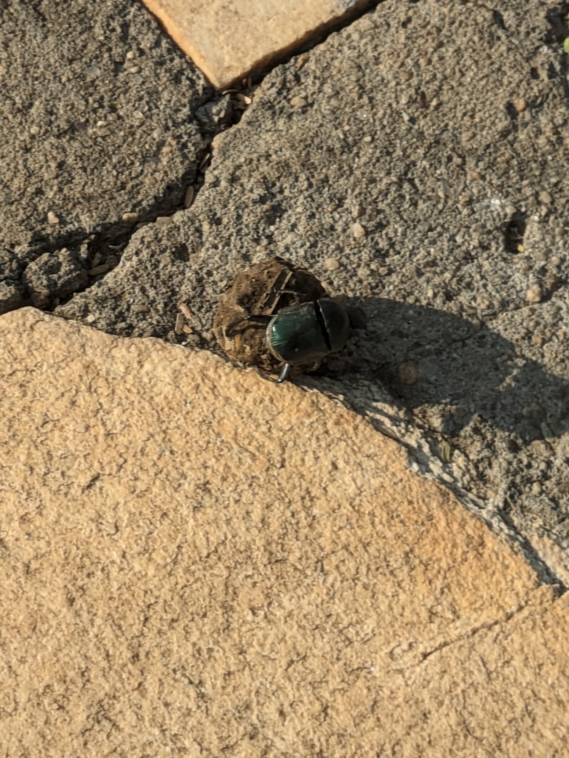 A dung beetle in Uganda