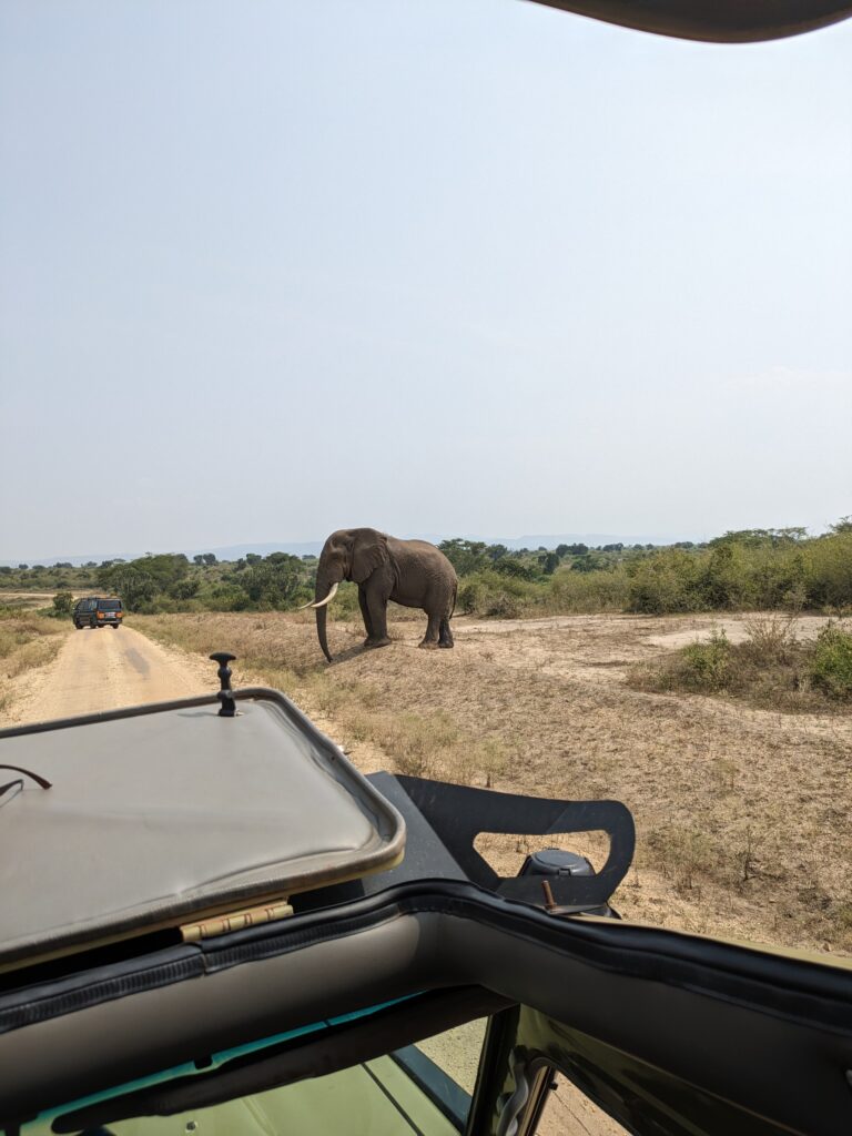 The matriarch of the herd who charged us. She was leading the herd to a watering hole. This safari drive was incredible.