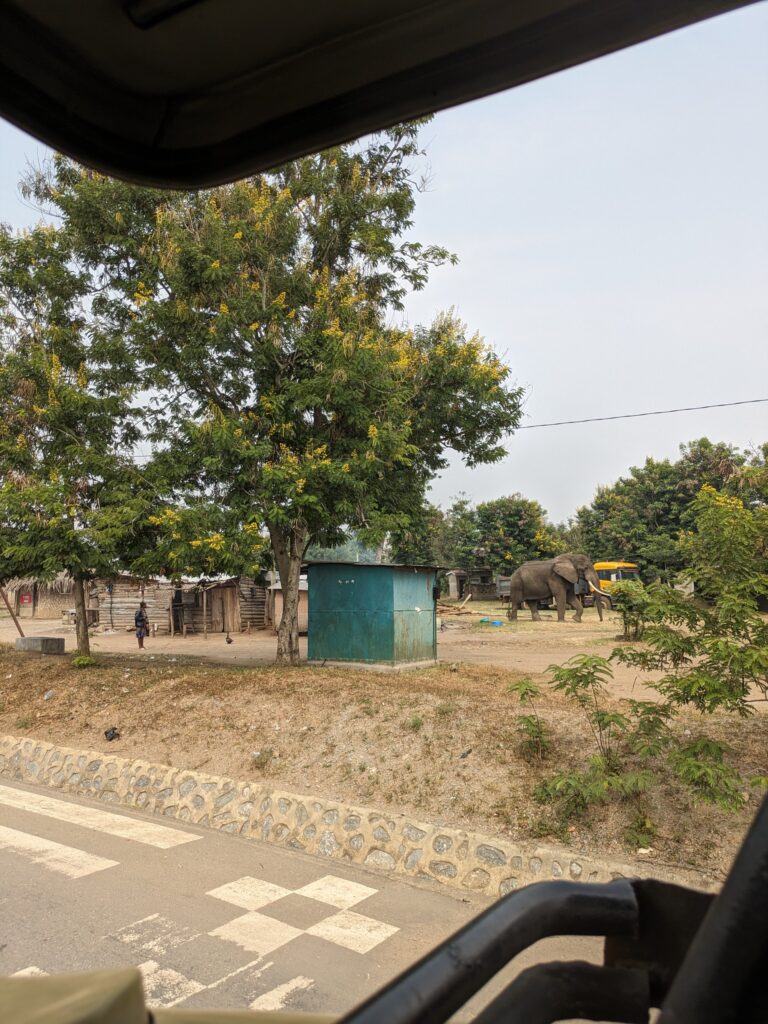 Elephants can be spotted anywhere on safari, even in the middle of town.