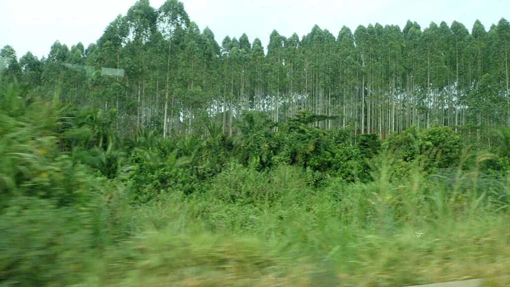 Eucalyptus Trees in Uganda were everywhere on our safari drive