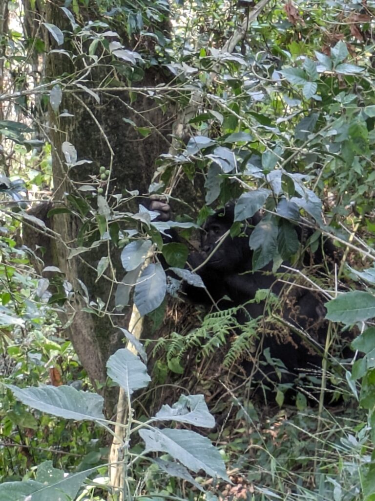 My first glimpse of a mountain gorilla in Uganda Bwindi Impenetrable Forest