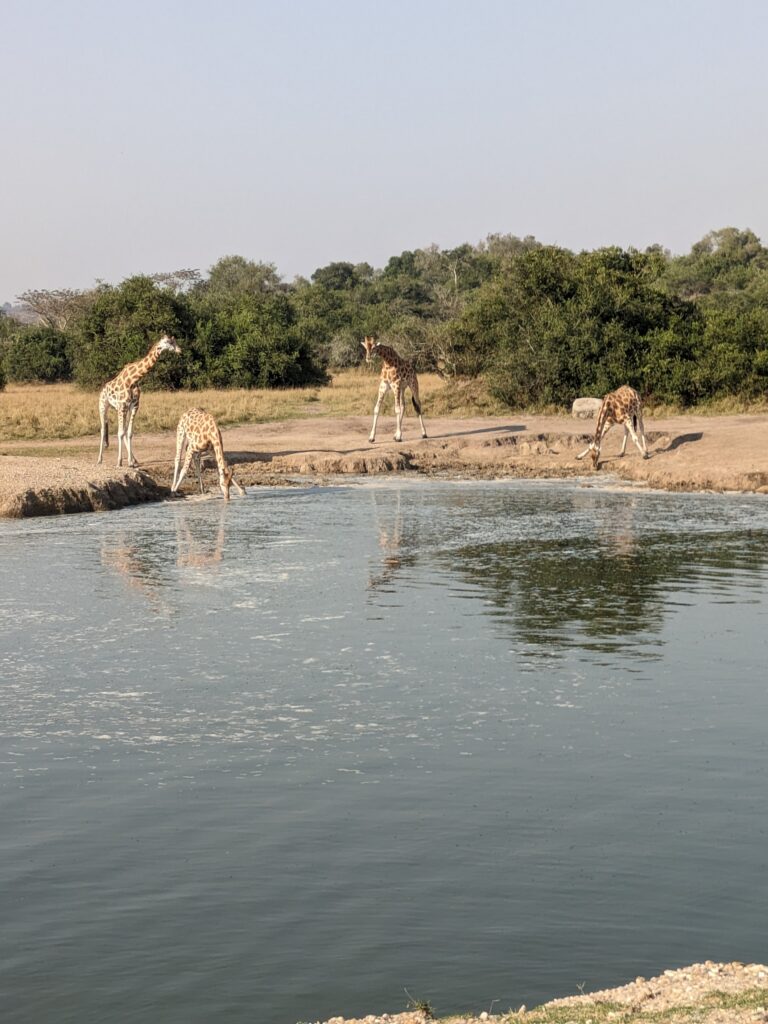 Giraffes at a watering hole in Lake Mburo National Park