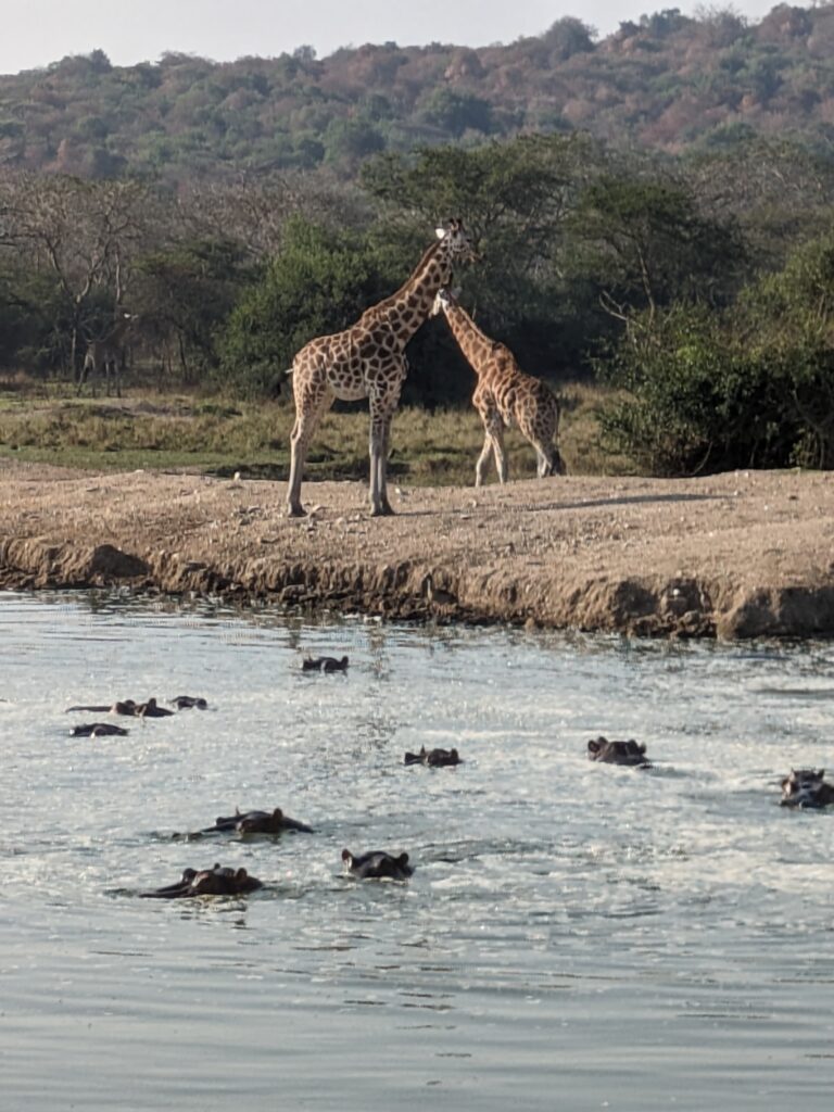 We saw giraffes and hippos at a watering hole while on a walking safari.