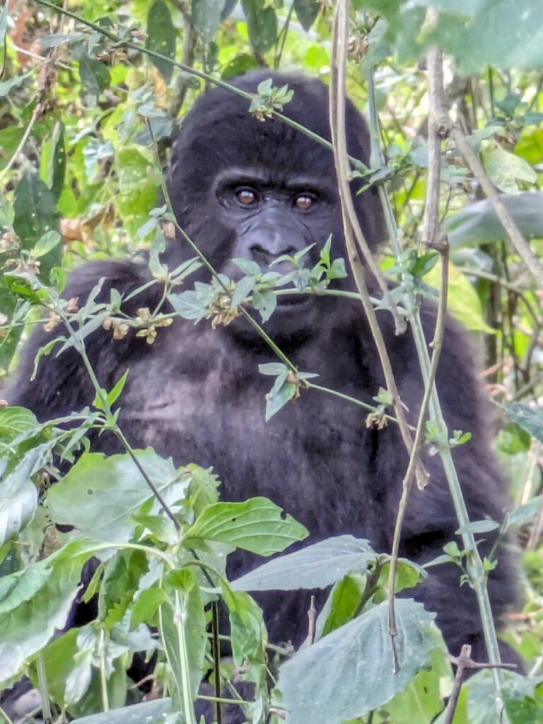 The gorilla was staring at my camera. How beautiful.