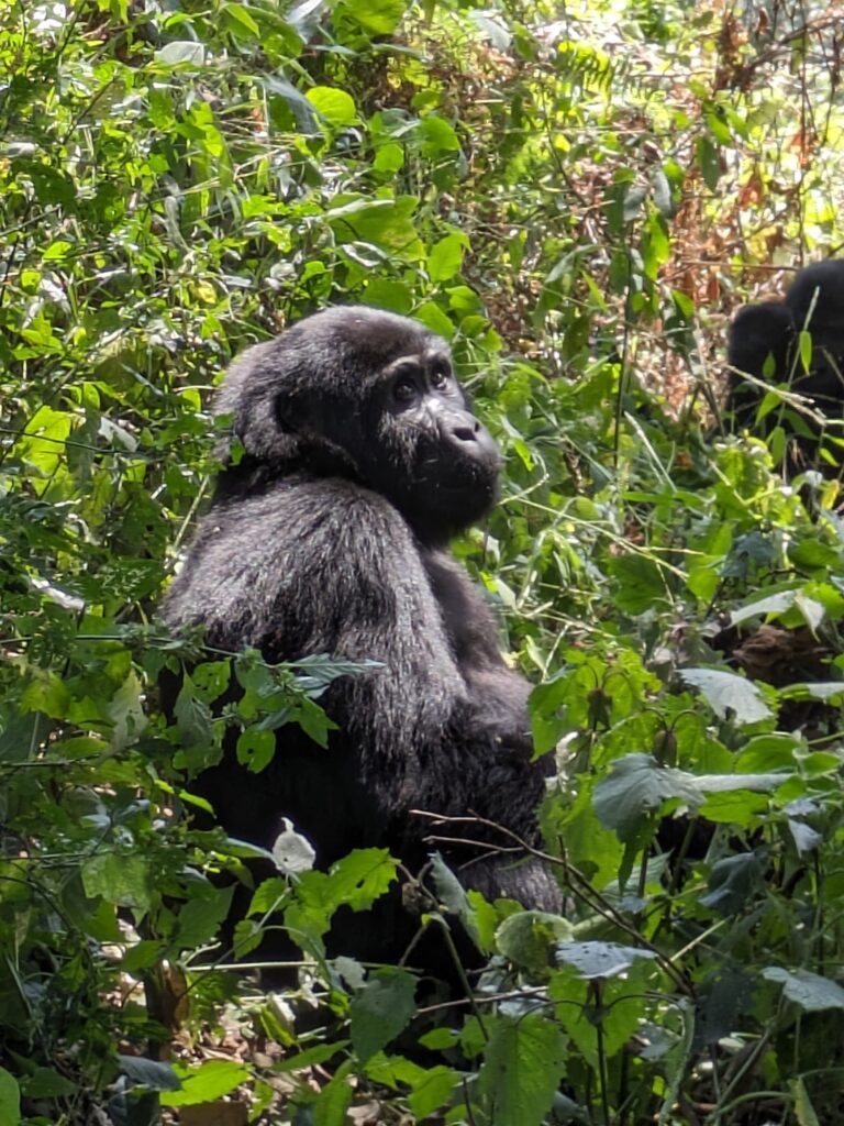 The gorilla is sitting peacefully on a hill behind me. 