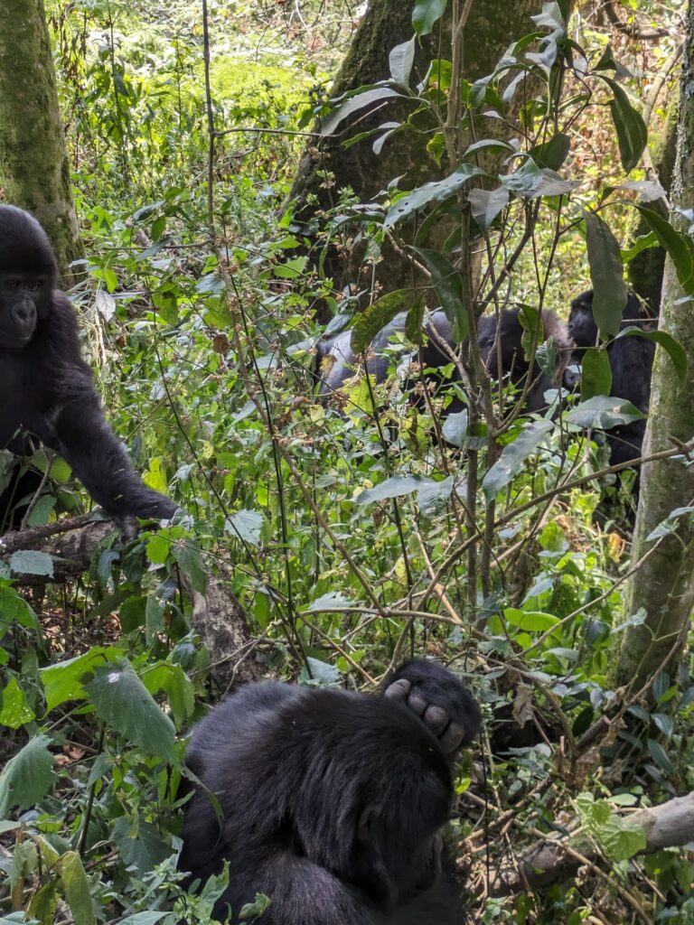 Gorilla safari introduced me to the Bitukura Family 