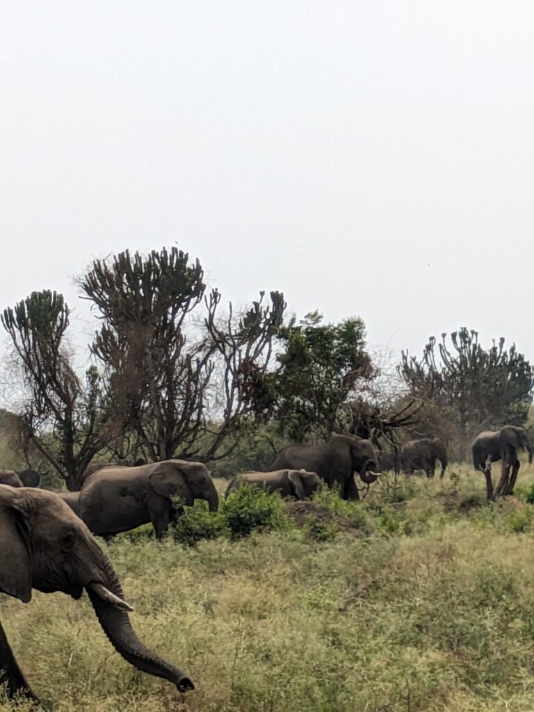 We were lucky on our safari drive to spot a Herd of elephants, at least fifty of them. 