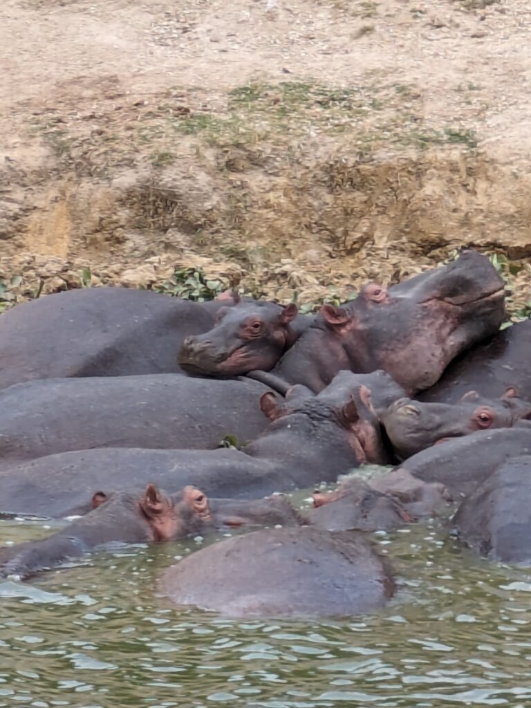 Hippos in the water of the Kazinga Channel in Uganda