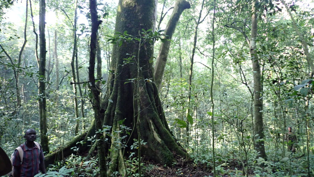 Large tree in the Kibale National Forest home to Chimps and where your safari will begin. 