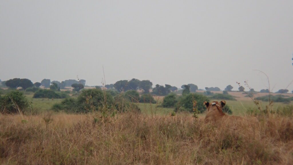 On safari, we saw this Lioness scan the horizon for buffalo.