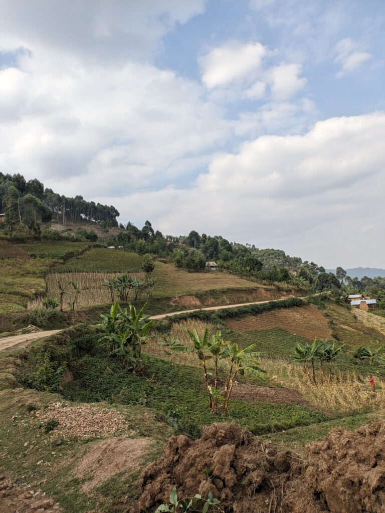 Ugandan fields extend high up the mountains.