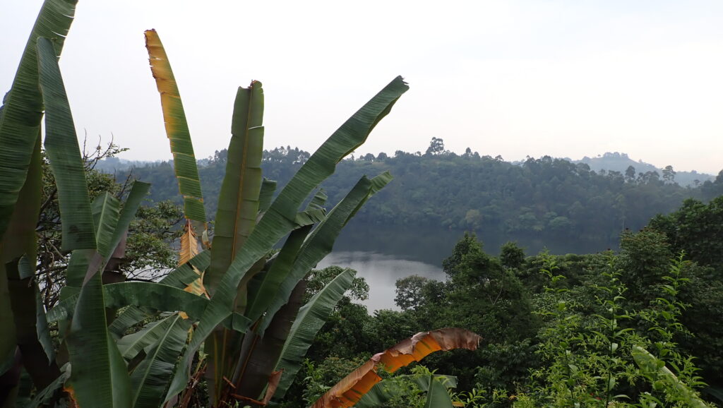 View from Papaya Lodge