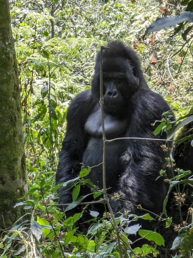 The silverback gorilla is the leader of the group and the father of most of the young ones.