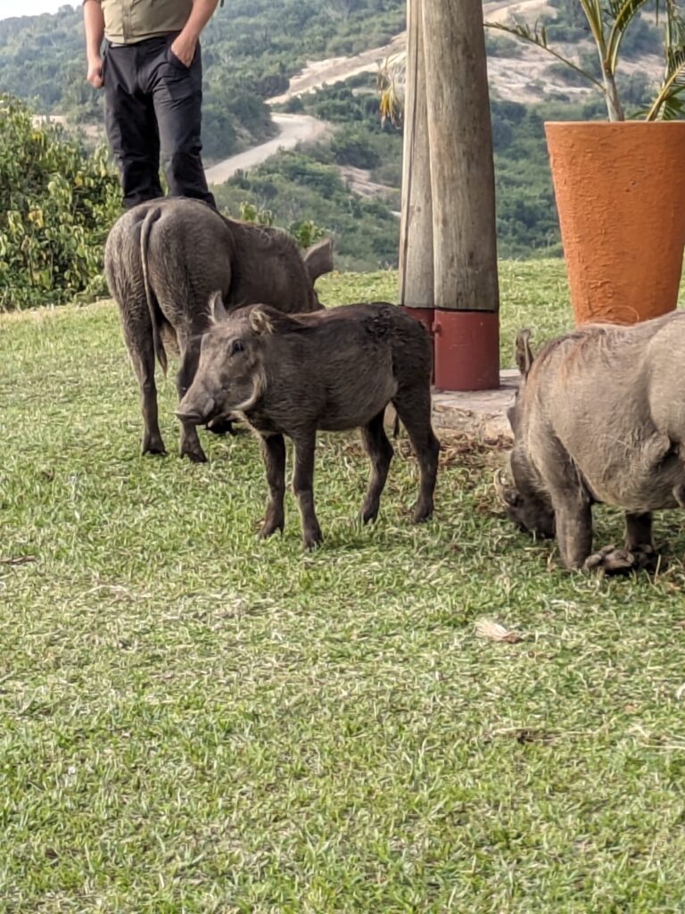 Warthogs grazing the grass at our safari lodge