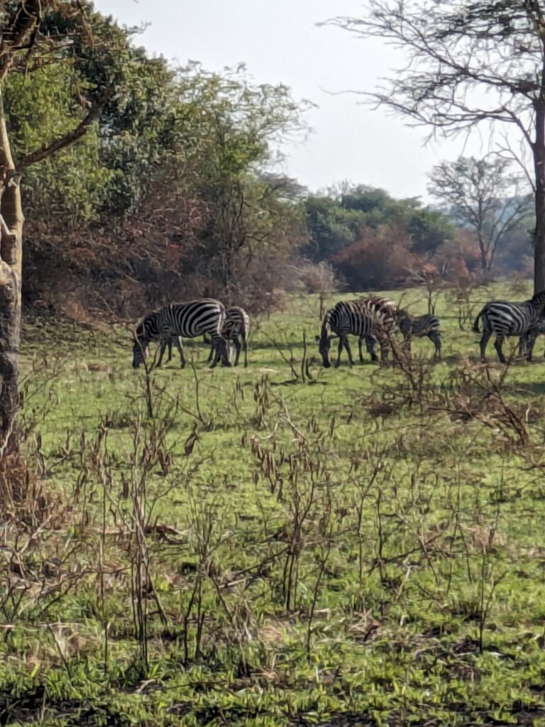 We spotted zebra while on safari in Lake Mburo National Park